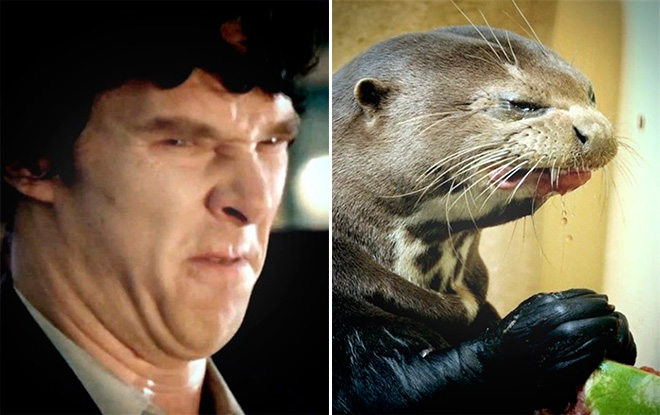 Rumors Confirmed: Benedict Cumberbatch Is Actually an Otter