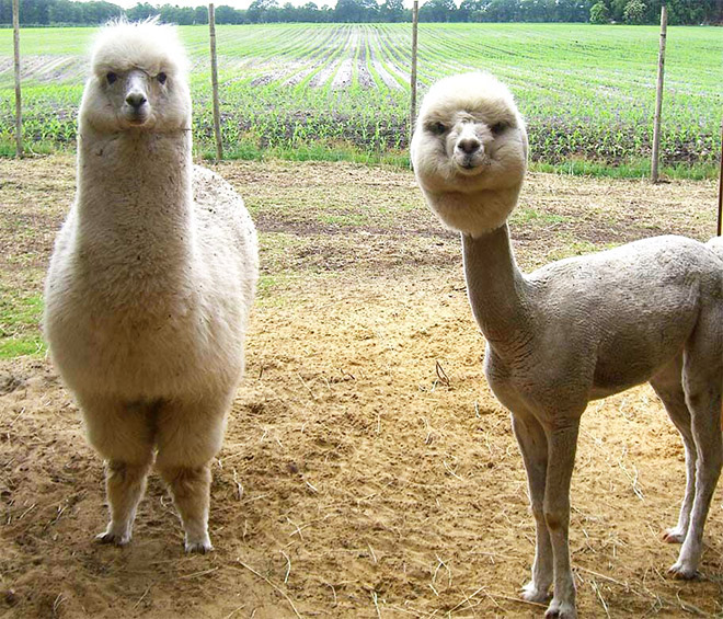 Shaved Alpacas For Your Viewing Pleasure