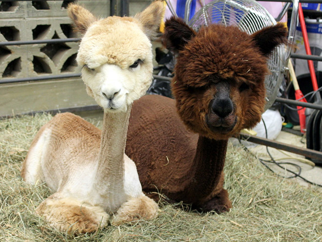 Shaved Alpacas For Your Viewing Pleasure