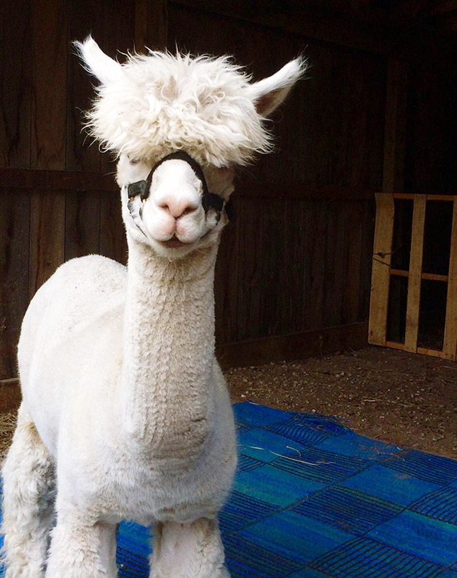 Shaved Alpacas For Your Viewing Pleasure