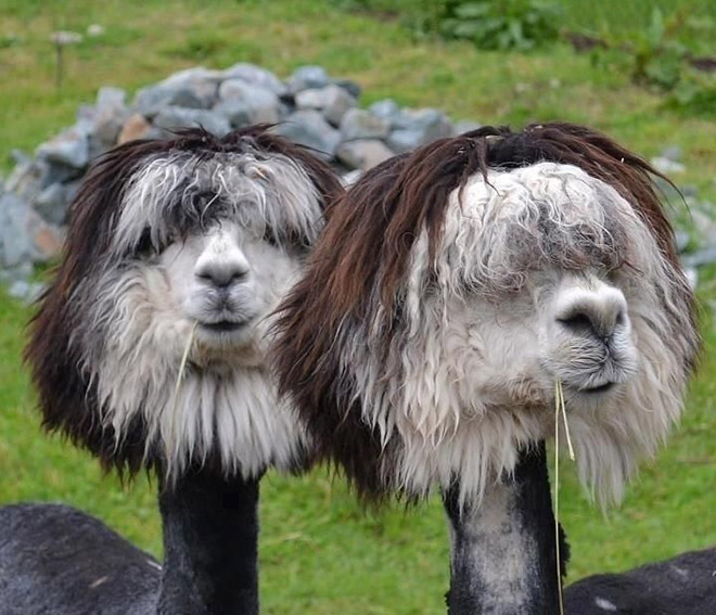 Shaved Alpacas For Your Viewing Pleasure