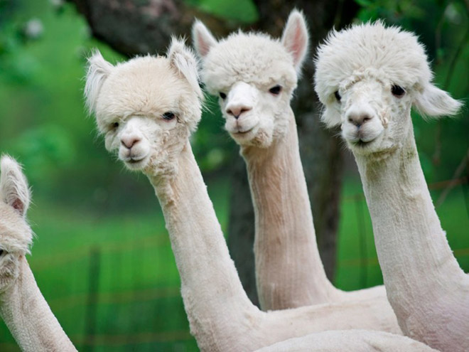 Shaved Alpacas For Your Viewing Pleasure