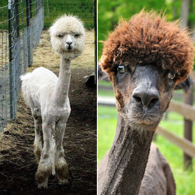 Shaved Alpacas For Your Viewing Pleasure