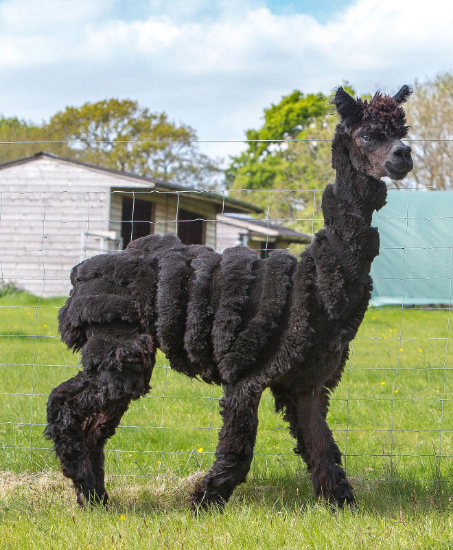 Shaved Alpacas For Your Viewing Pleasure