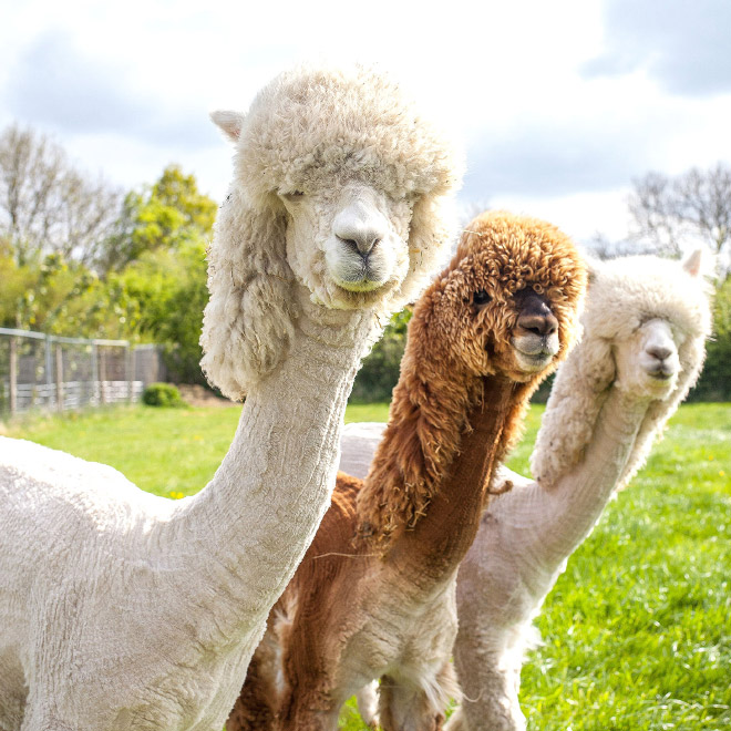 Shaved Alpacas For Your Viewing Pleasure