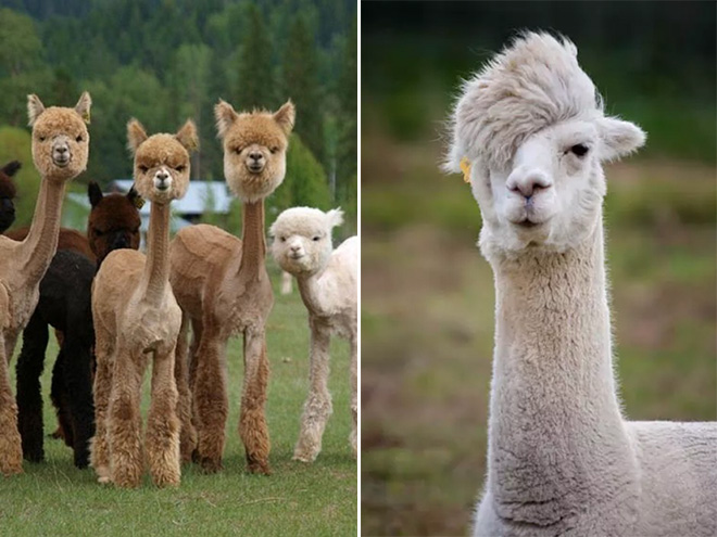 Shaved Alpacas For Your Viewing Pleasure