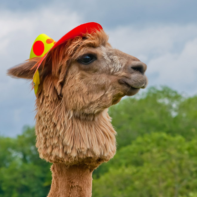 Shaved Alpacas For Your Viewing Pleasure