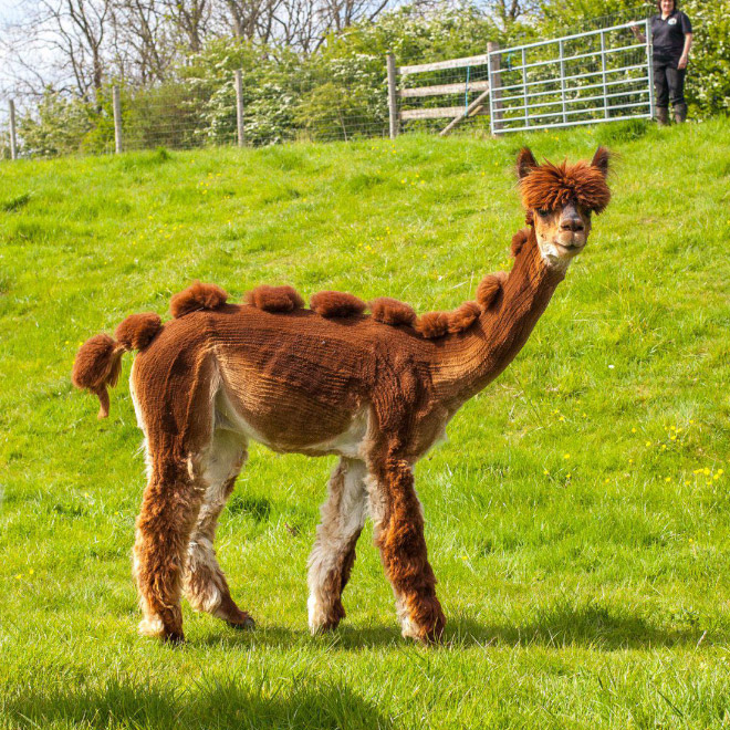 Shaved Alpacas For Your Viewing Pleasure