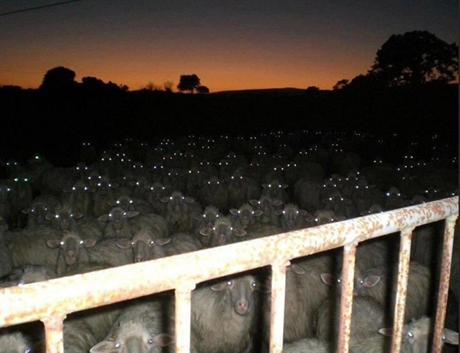 Sheep At Night Look Terrifying