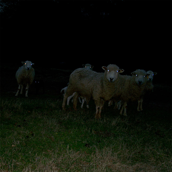 Sheep At Night Look Terrifying