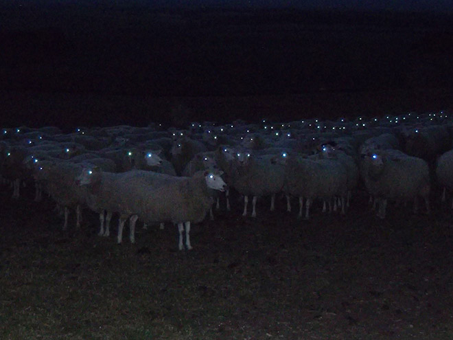 Sheep At Night Look Terrifying