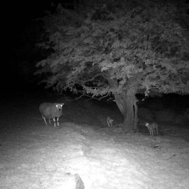 Sheep At Night Look Terrifying