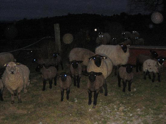 Sheep At Night Look Terrifying