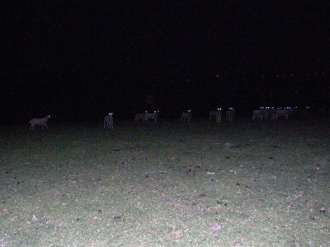 Sheep At Night Look Terrifying