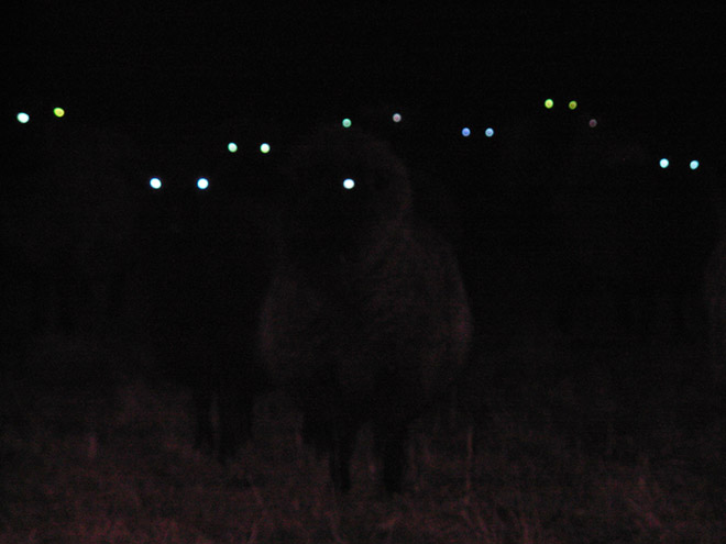 Sheep At Night Look Terrifying