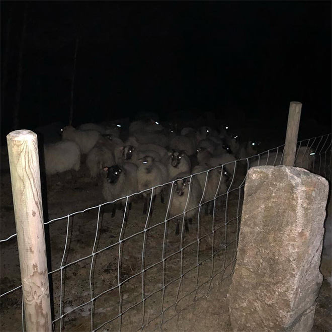 Sheep At Night Look Terrifying
