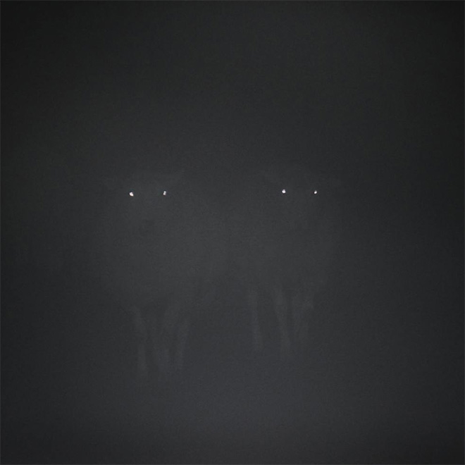 Sheep At Night Look Terrifying