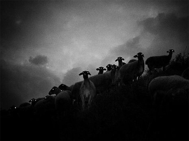 Sheep At Night Look Terrifying