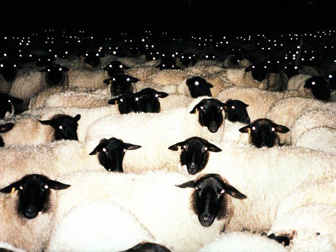 Sheep At Night Look Terrifying