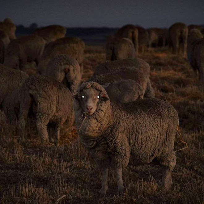 Sheep At Night Look Terrifying