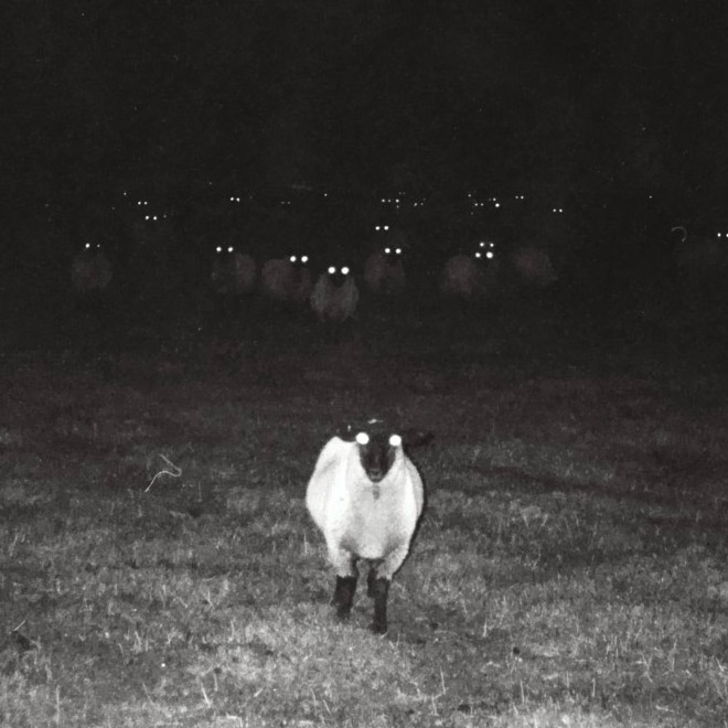 Sheep At Night Look Terrifying