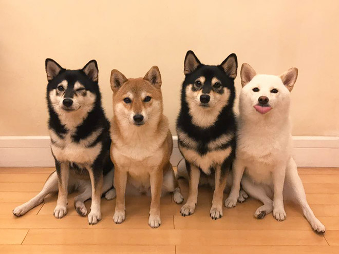 Shiba Inu Goes Viral For Constantly Ruining Group Photos