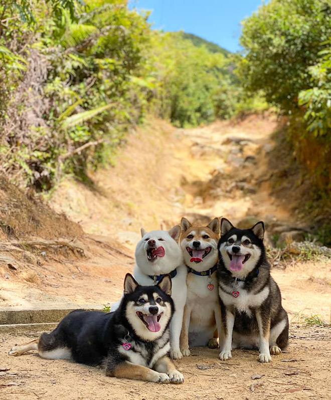 Shiba Inu Goes Viral For Constantly Ruining Group Photos
