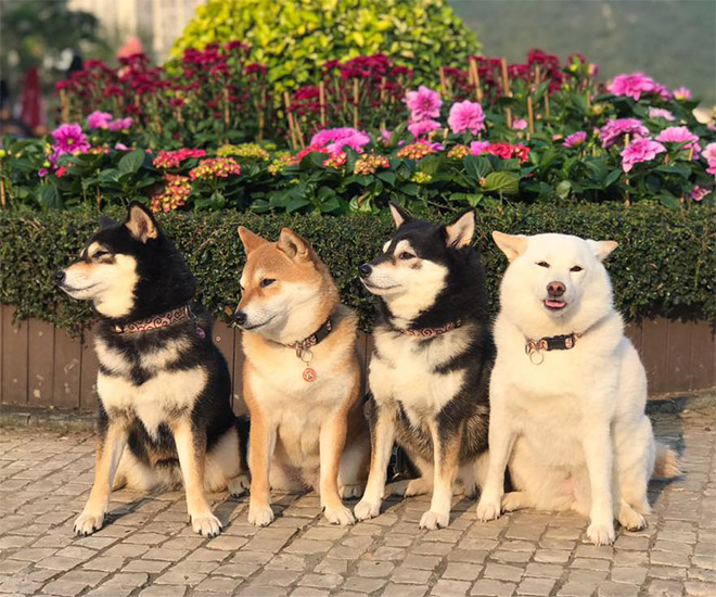 Shiba Inu Goes Viral For Constantly Ruining Group Photos