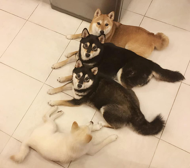 Shiba Inu Goes Viral For Constantly Ruining Group Photos