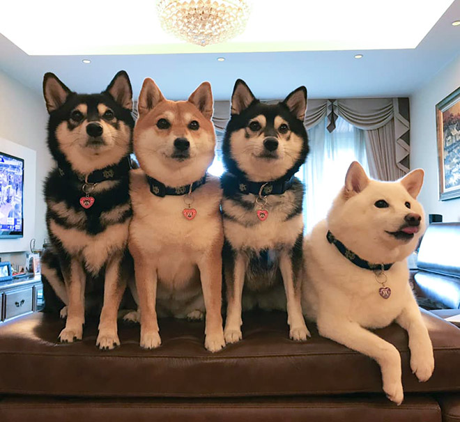 Shiba Inu Goes Viral For Constantly Ruining Group Photos