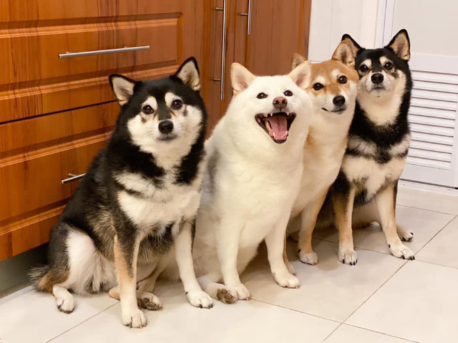 Shiba Inu Goes Viral For Constantly Ruining Group Photos