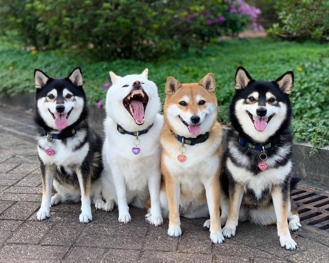 Shiba Inu Goes Viral For Constantly Ruining Group Photos