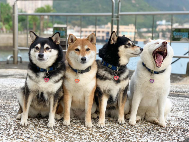 Shiba Inu Goes Viral For Constantly Ruining Group Photos