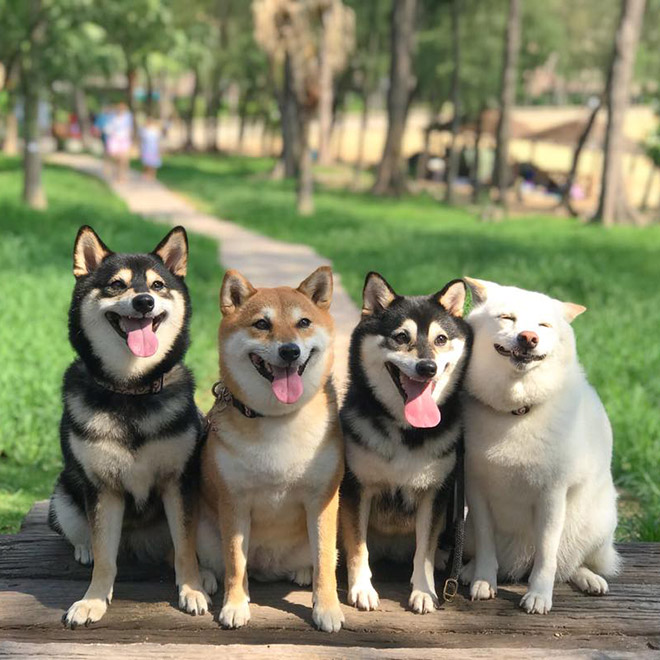 Shiba Inu Goes Viral For Constantly Ruining Group Photos