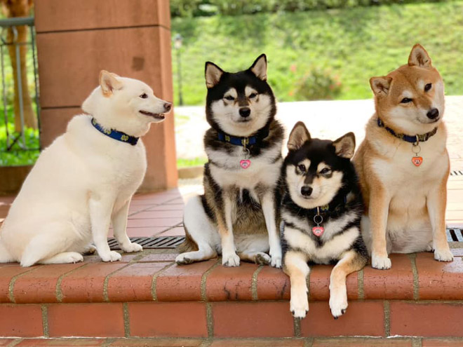 Shiba Inu Goes Viral For Constantly Ruining Group Photos