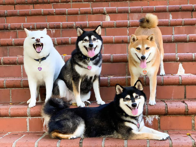 Shiba Inu Goes Viral For Constantly Ruining Group Photos
