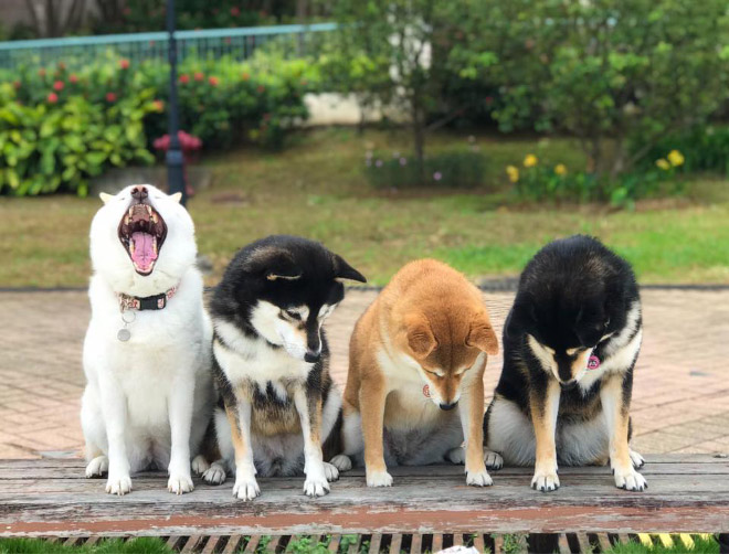 Shiba Inu Goes Viral For Constantly Ruining Group Photos