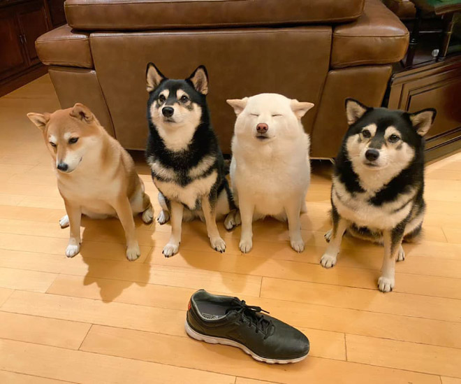 Shiba Inu Goes Viral For Constantly Ruining Group Photos