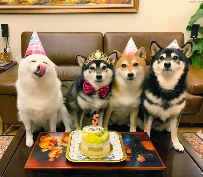 Shiba Inu Goes Viral For Constantly Ruining Group Photos