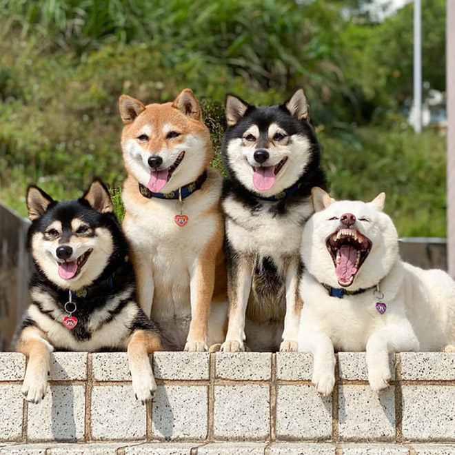 Shiba Inu Goes Viral For Constantly Ruining Group Photos