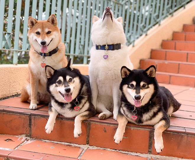 Shiba Inu Goes Viral For Constantly Ruining Group Photos