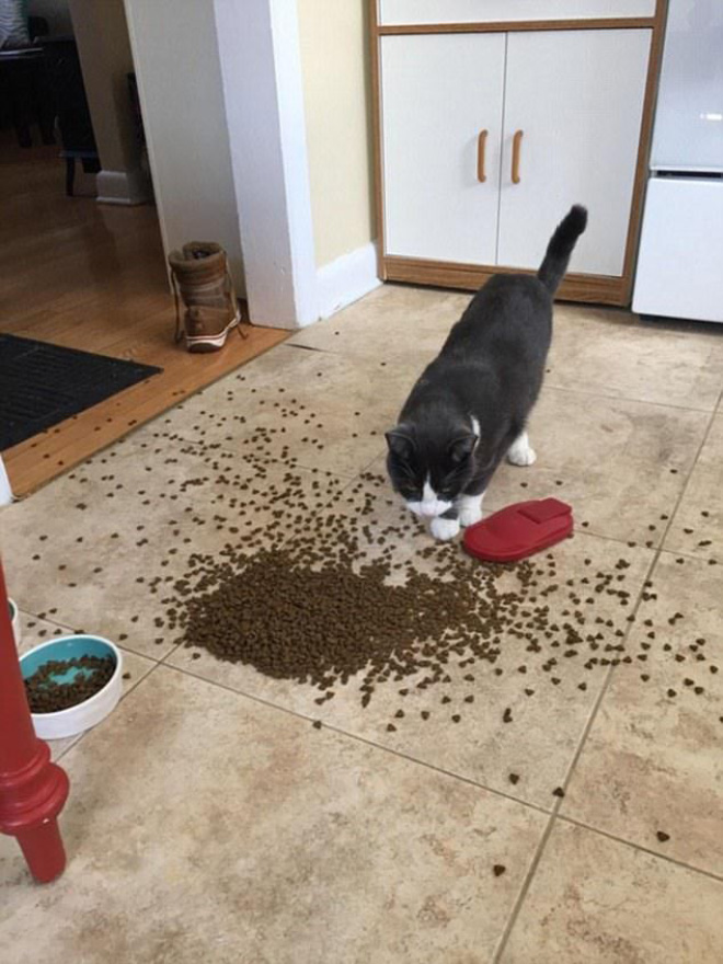 Some Cats Are Truly Messy Eaters…