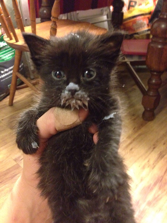 Some Cats Are Truly Messy Eaters…