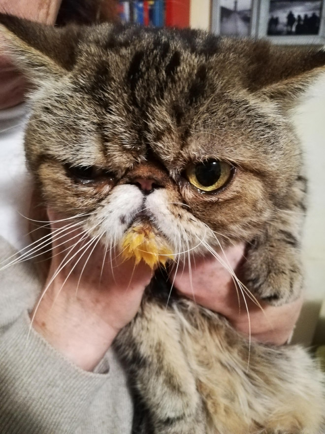 Some Cats Are Truly Messy Eaters…
