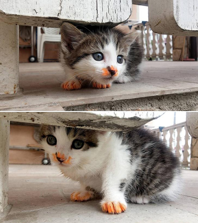 Some Cats Are Truly Messy Eaters…