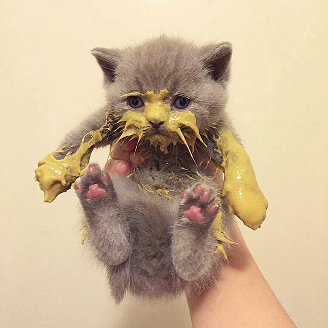 Some Cats Are Truly Messy Eaters…