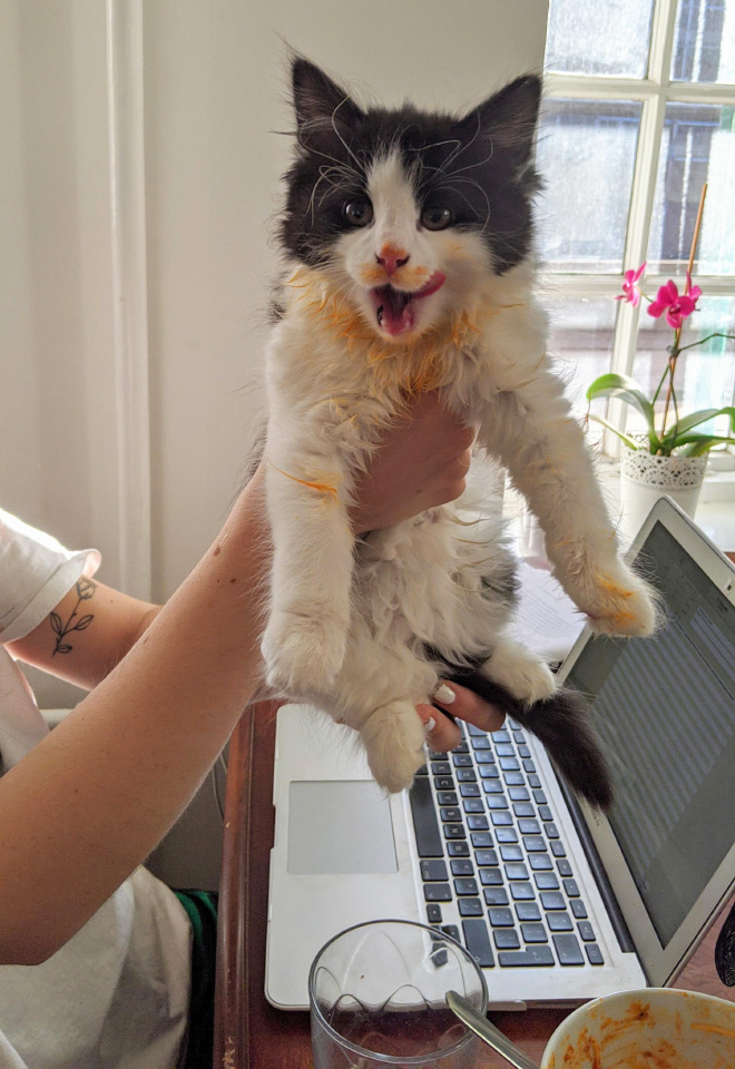 Some Cats Are Truly Messy Eaters…