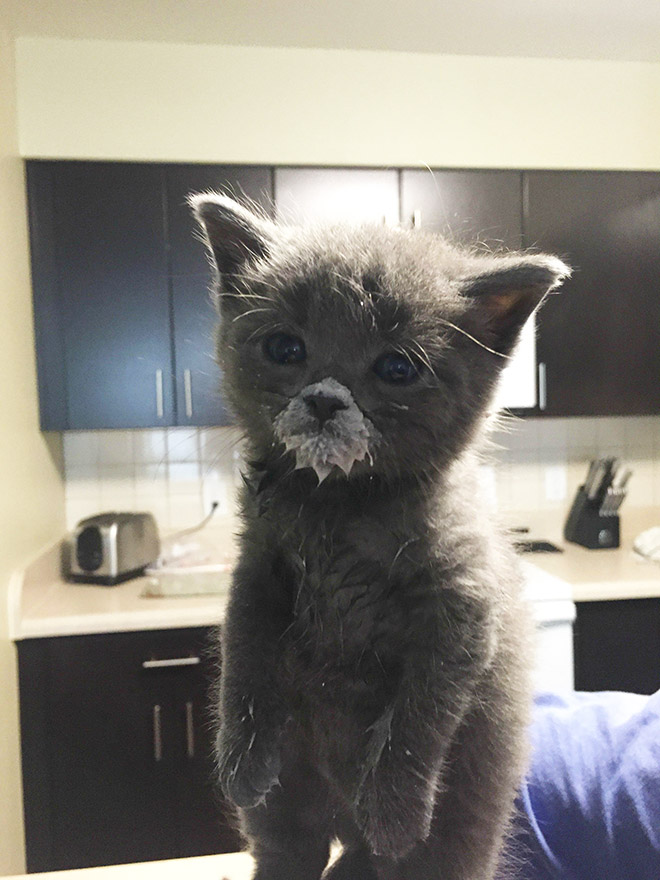 Some Cats Are Truly Messy Eaters…