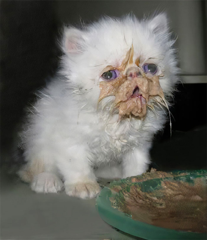 Some Cats Are Truly Messy Eaters…