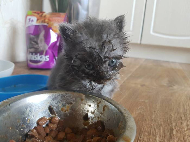 Some Cats Are Truly Messy Eaters…